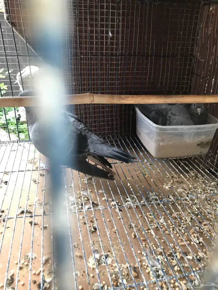 صنعاني اصيل شيبه صوت ناعم وحجم صغير 17