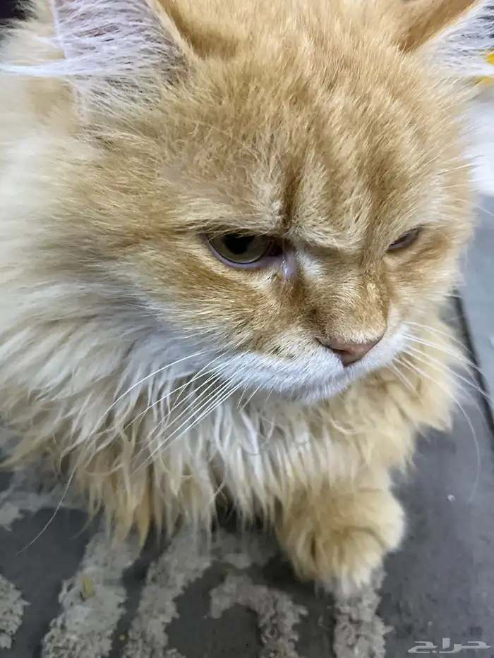 قط مريض تبني 0