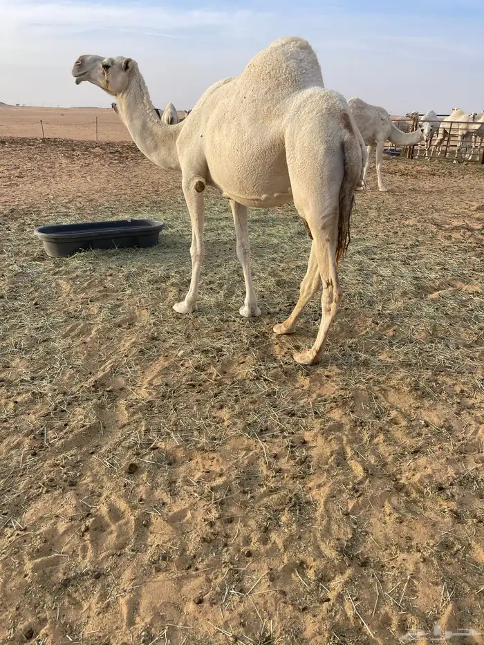 ضروبه وضحاء 2