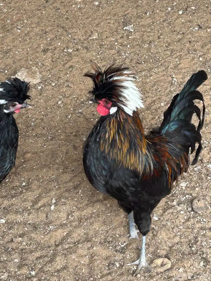 دجاج بلوشن أمريكي اسود 0