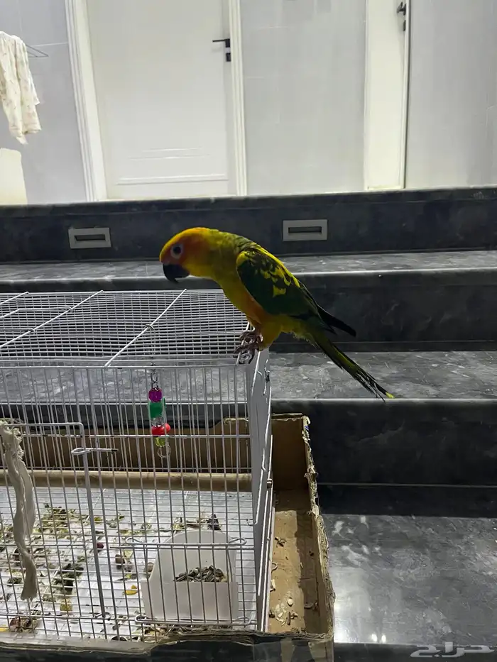 ببغاء صن كنيور الصبغه قويه 1