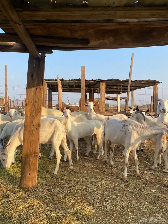 للبيع معزا بيشيات بالفحل دفيع ومضاريع 1