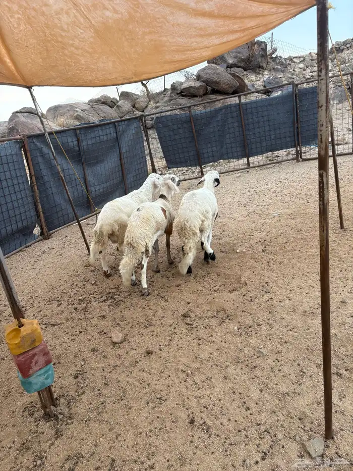 سواكن شبيه الحري تم البيع 4