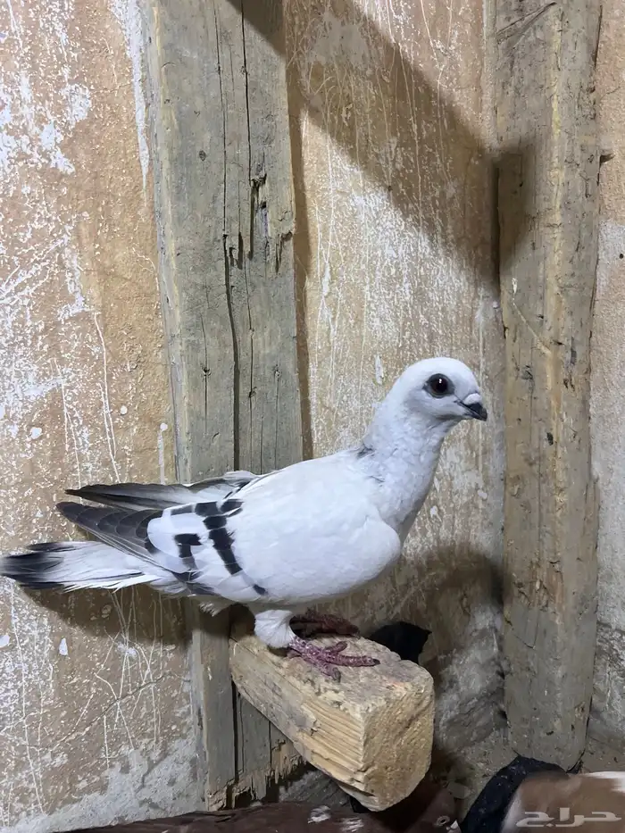 حمام شامي كشيش 3