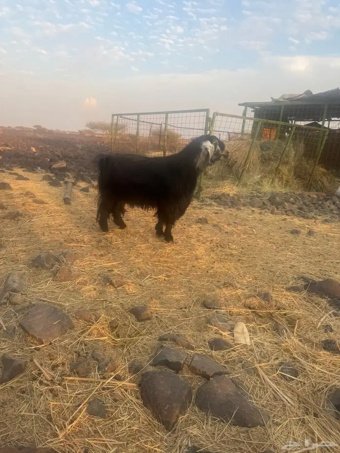 تيس فحل مشروط 4