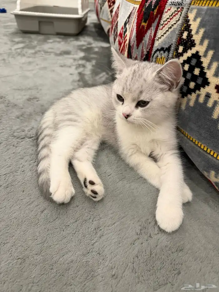 قط بريطاني قصير الشعر بيور للبيع 1