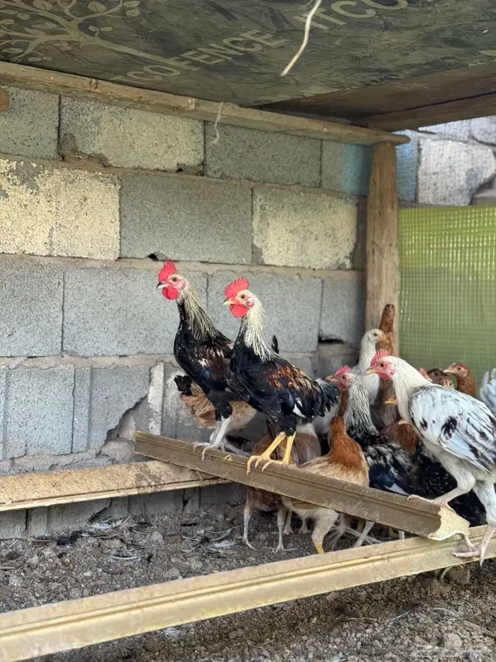 دجاج بشاير شي نظيف 0