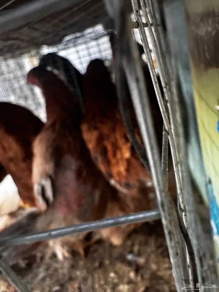 طقم دجاج براهما 5