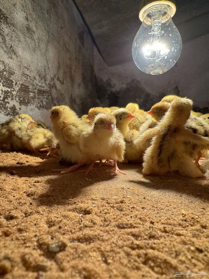 صوص صيصان سمان فري مريعي 1