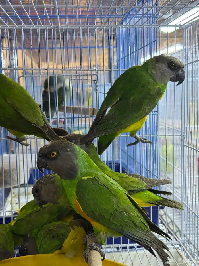 سنقالي - يويو 3