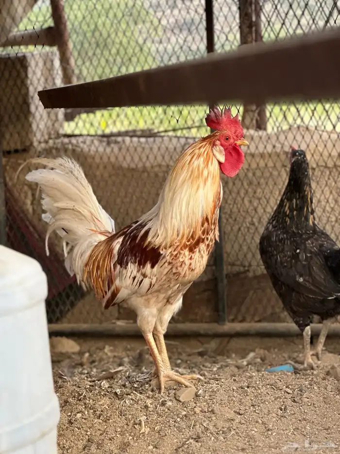 الوان جميلة دجاج بلدي ديك ودجاجة مع بيض 1