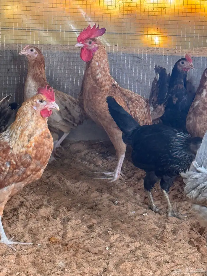 دجاج بلدي العمر 3 شهور 1