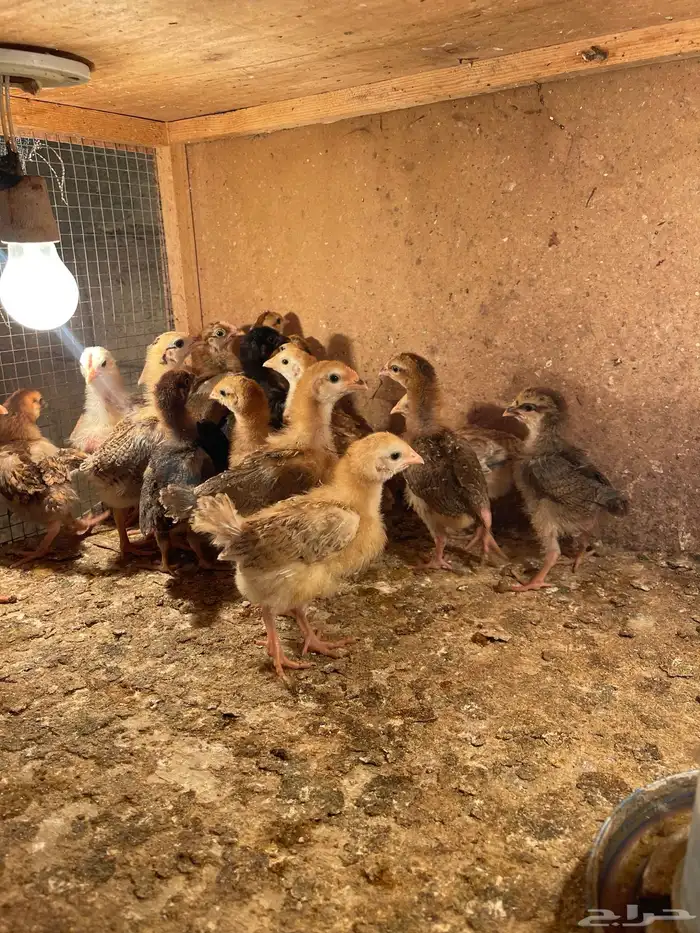 فروخ دجاج فرنسي جانبو 1