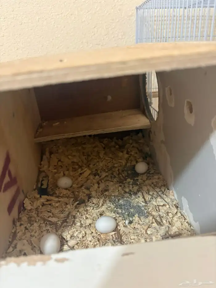 كروان منتج الذكر لاتينو والانثي هولنديه مكتفه منتج 1