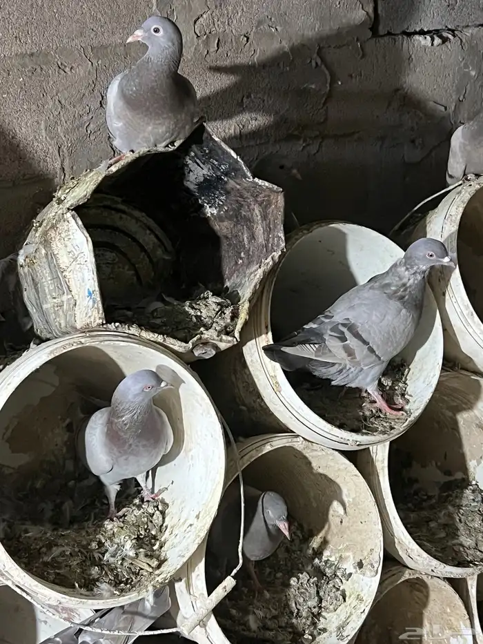 فروخ حمام سلفر 2