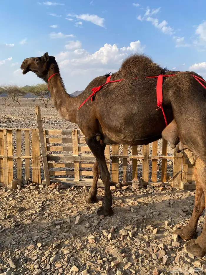 خلفه مصغر مجهم صغيرة سن ناقة كفو منتج الحد9500 0