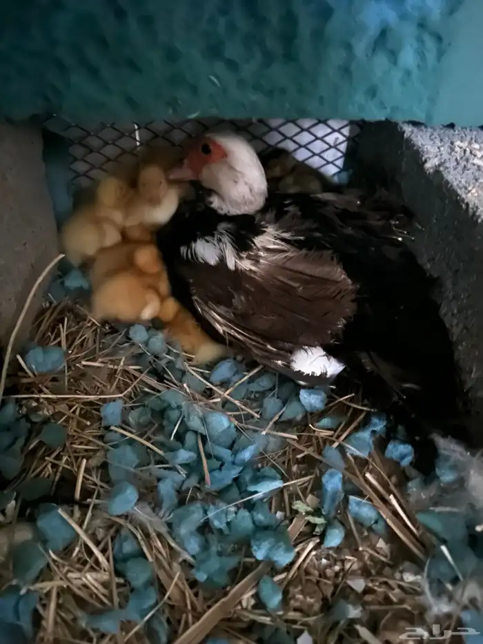 يوجد بطه نوع مصري رقاده معها صيصان بكيني عدد 13 0