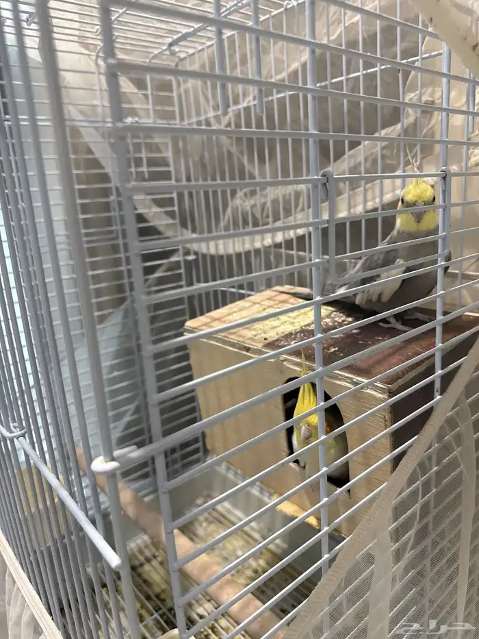 عصافير كروان (رجال) مع القفص 1