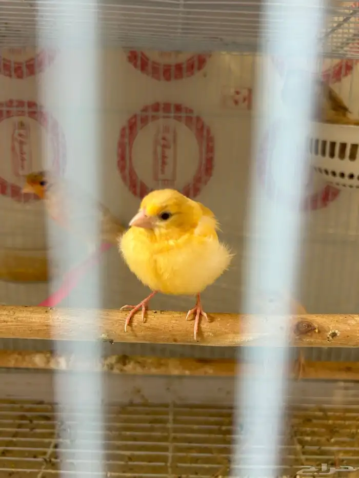 فروخ جاسب مشمشي عمر شهر 0