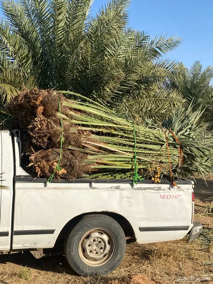 يوجد لدينا نخل البيع الموقع شقرا ساجر الدودمي عفيف 3