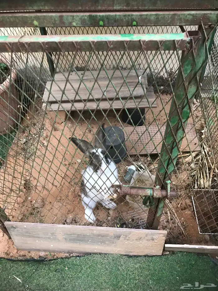 ارنب انثى للبيع 1