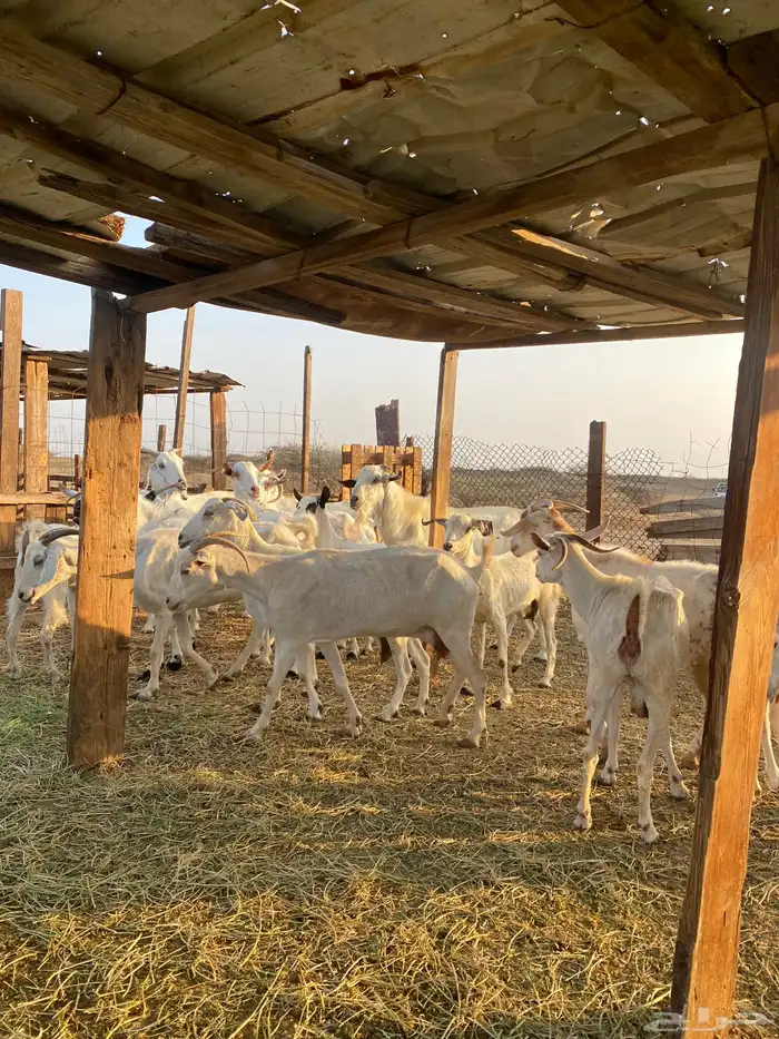 للبيع معزا بيشيات بالفحل دفيع ومضاريع 11