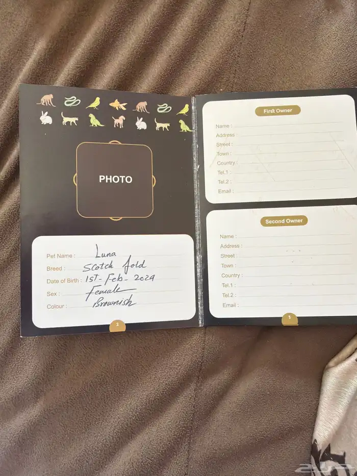 قط سكوتش فولد 4