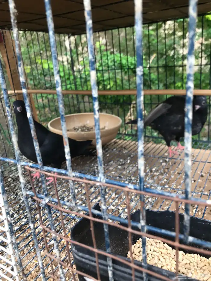 صنعاني اصيل شيبه صوت ناعم وحجم صغير 24