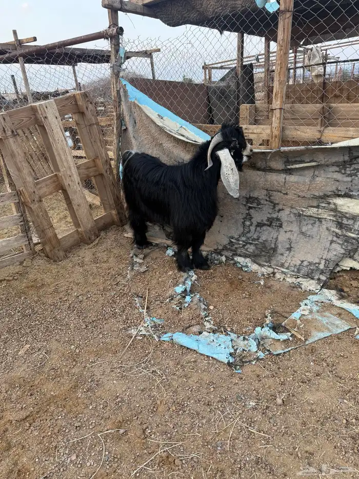 تيس فحل عارضي على الشرط السن ثني توه بيقلع رباع 2