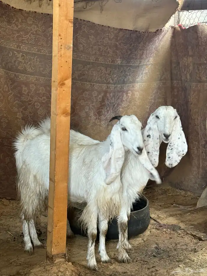 عنزين حلوات ثنية ورباع مضاريع 4