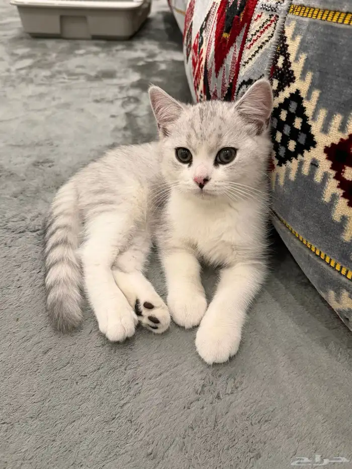 قط بريطاني قصير الشعر بيور للبيع 0