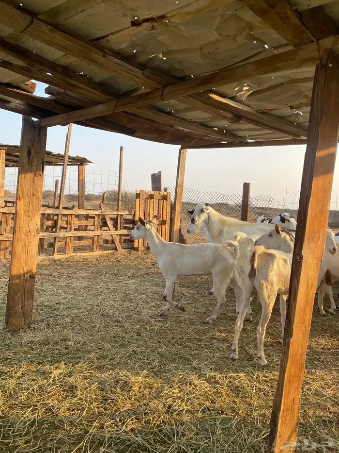 للبيع معزا بيشيات بالفحل دفيع ومضاريع 6