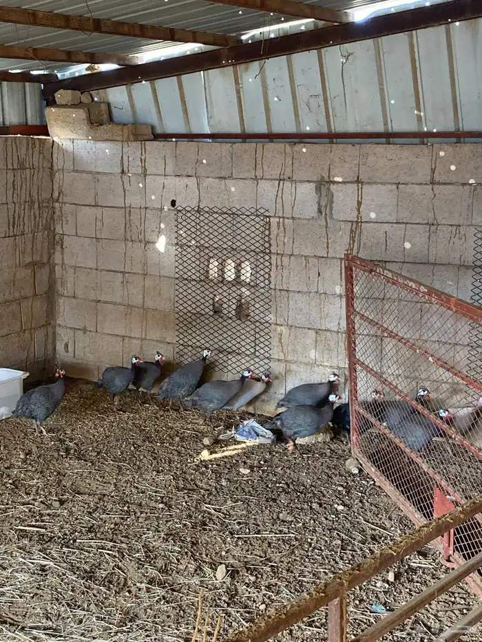 دجاج حبشي حجل 3