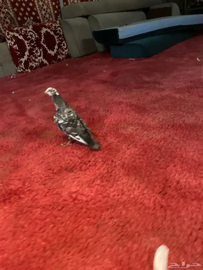 حمام للبيع 0