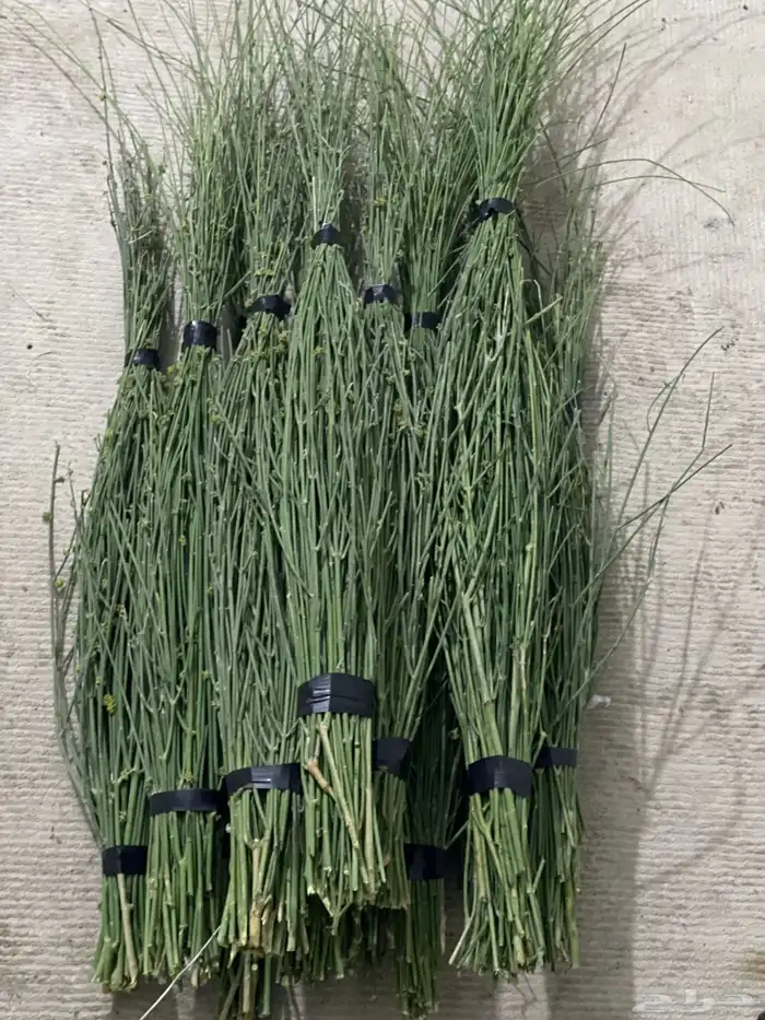 مرخ طازج شدتين 25 ريال 0