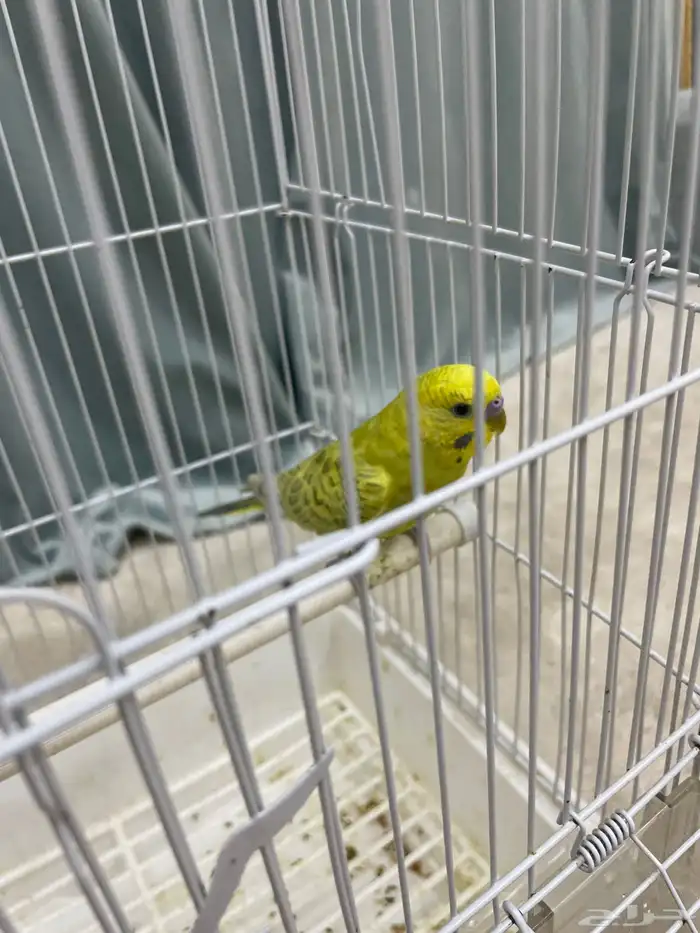 طيور البادي أو طيور الحب أليف قريب للهدد 3