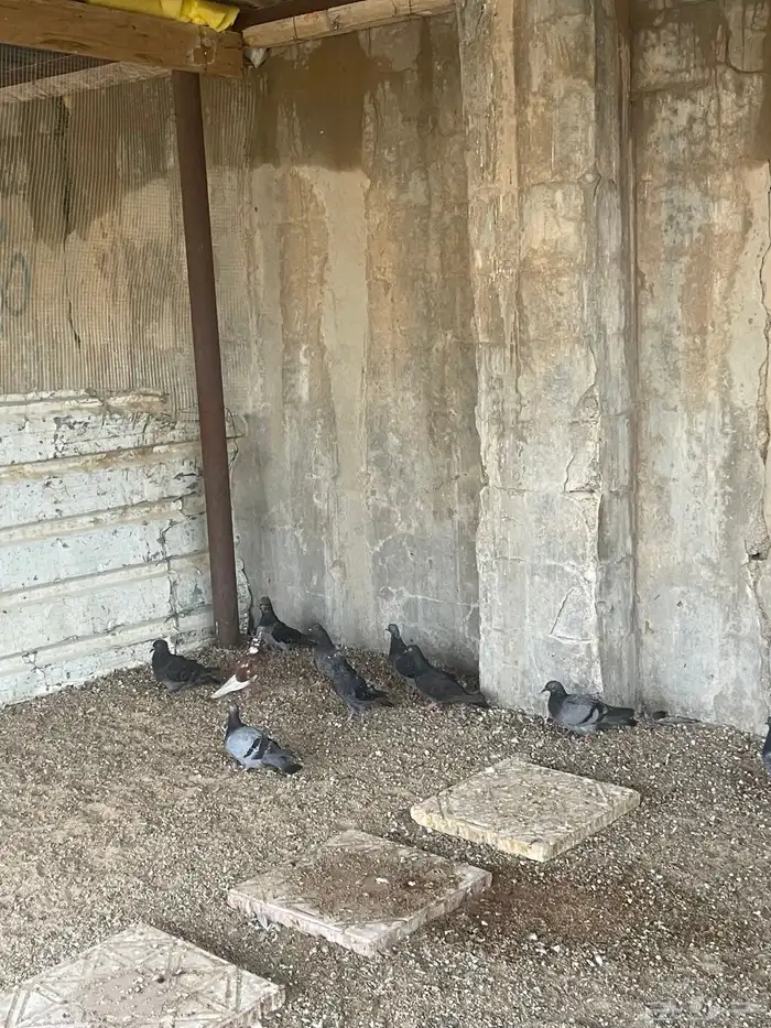 حمام 7 أحواز البيع ل الكل الزوج 10 0