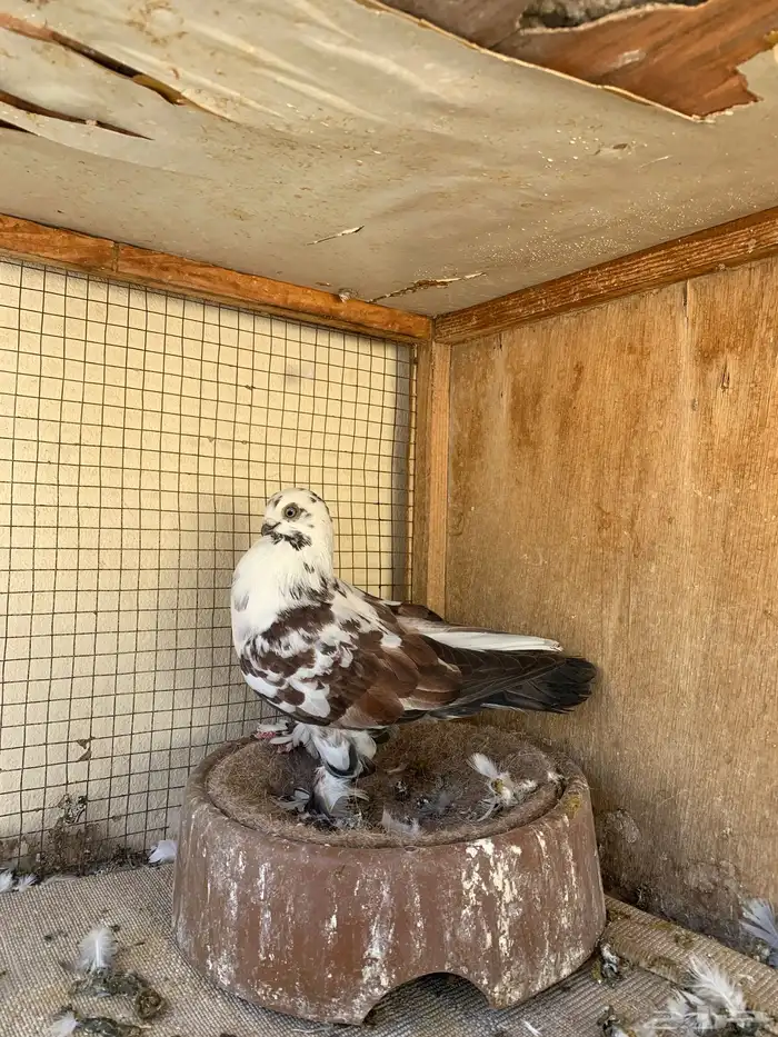 حمام للبيع 2