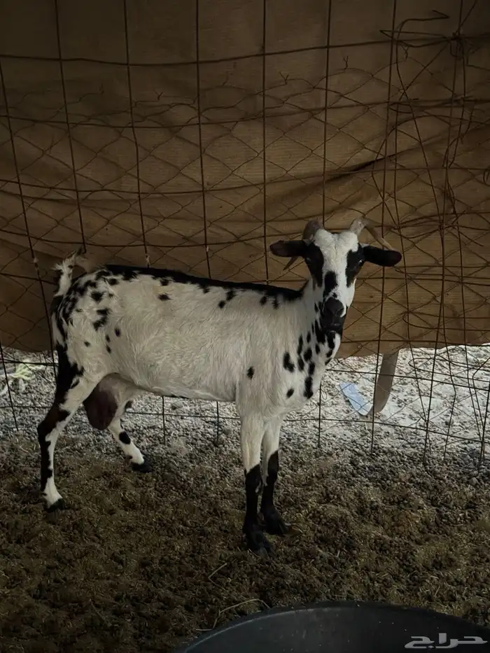 معزا مواليد 5