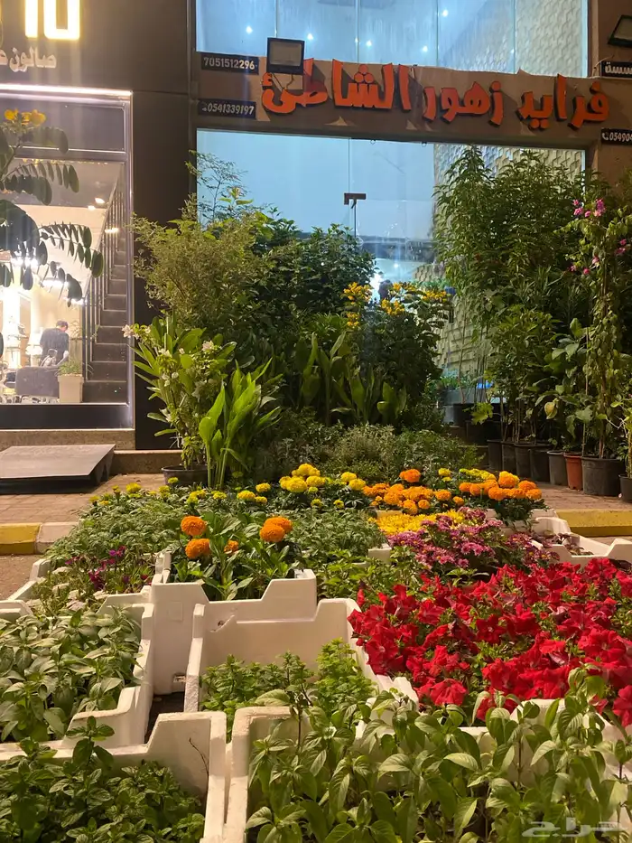 مشتل فرايد زهور الشاطي للزراعه الورود والزهور والاشجار 1