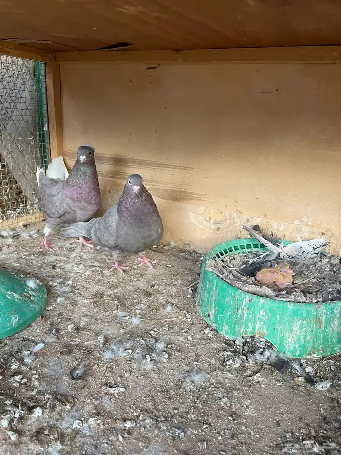 اعرض لكم حمام قطايف 1