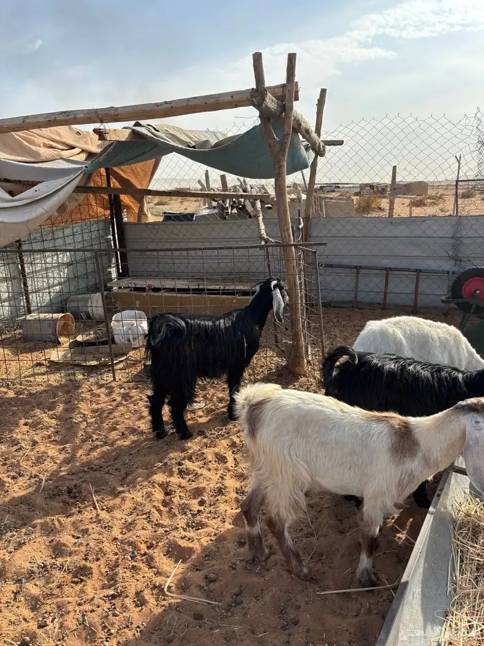 مقاني 20 بفحلها 0