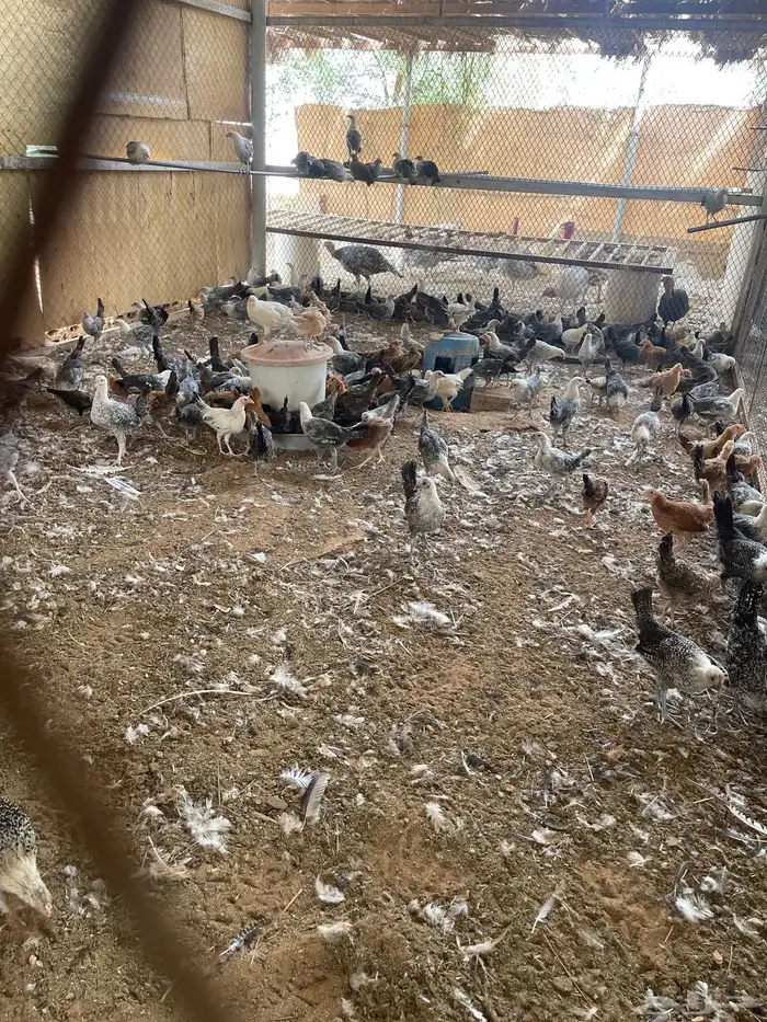 دجاج فيومي عمر 4 شهور 1