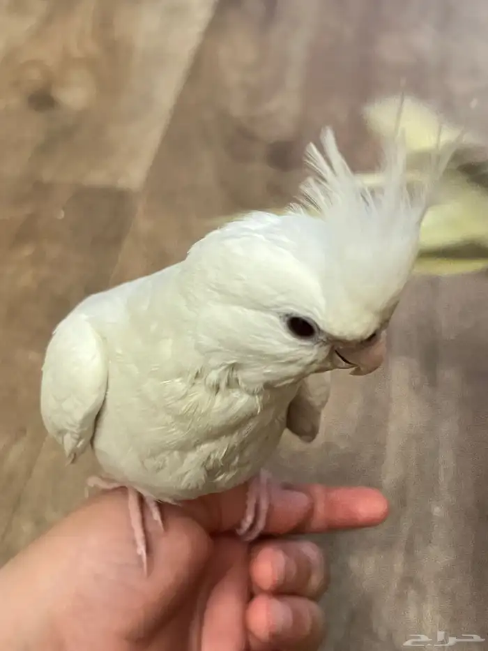 عصفور كروان 2