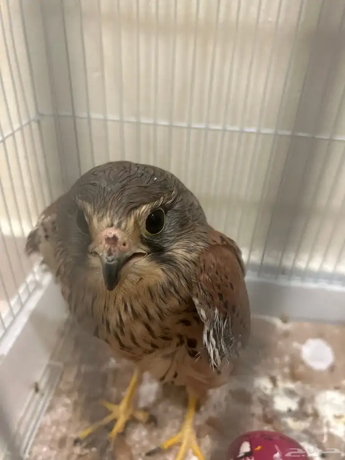 شبوت للبيع ع السوم 2