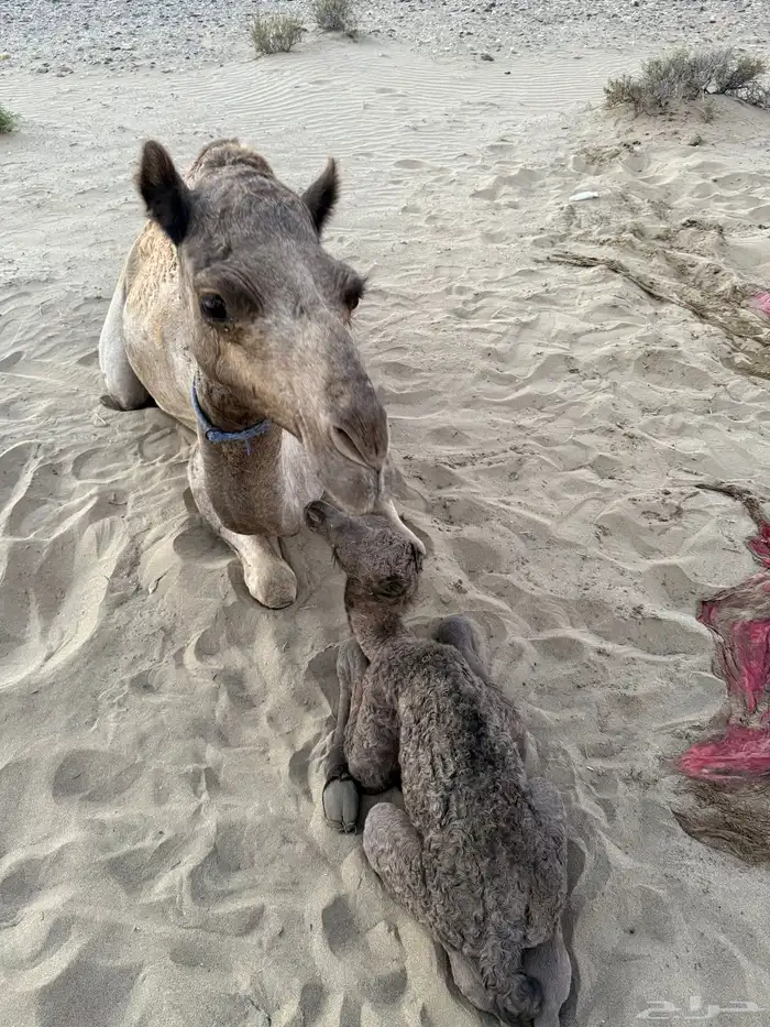 بنت السيف خلفه علي ولد شاهين للبيع والد لها 3 ايام ثاني بطن 0