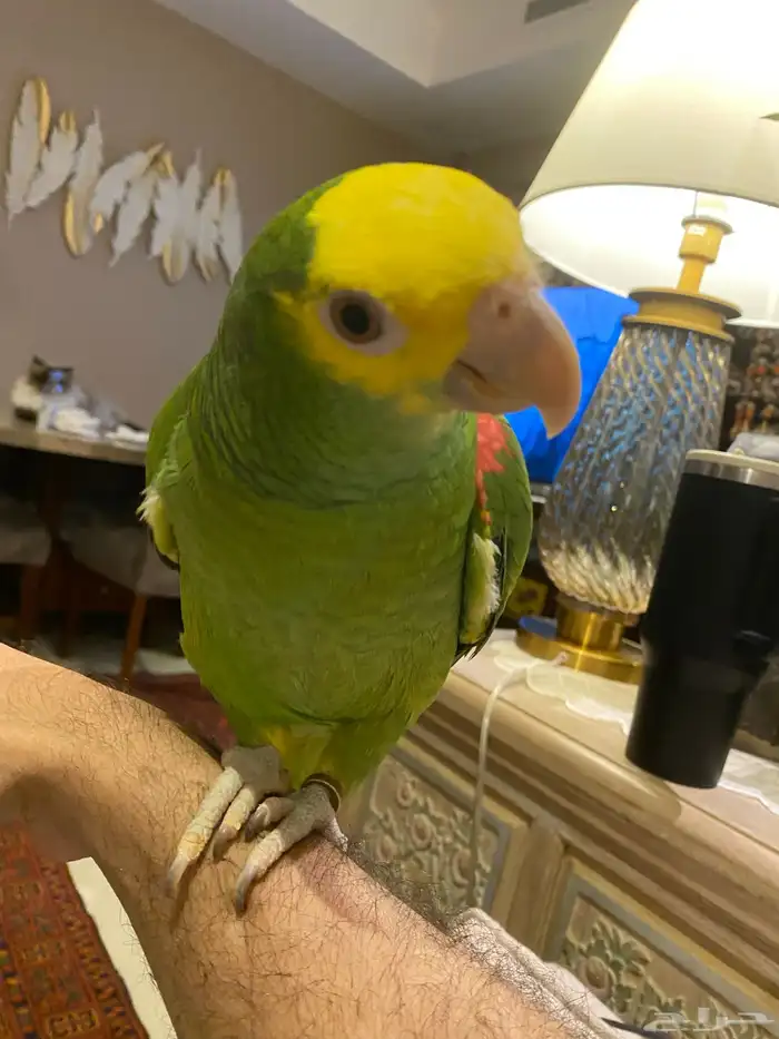 فرخ دبل يلو هيد ماجنا متكلم وهدد 2