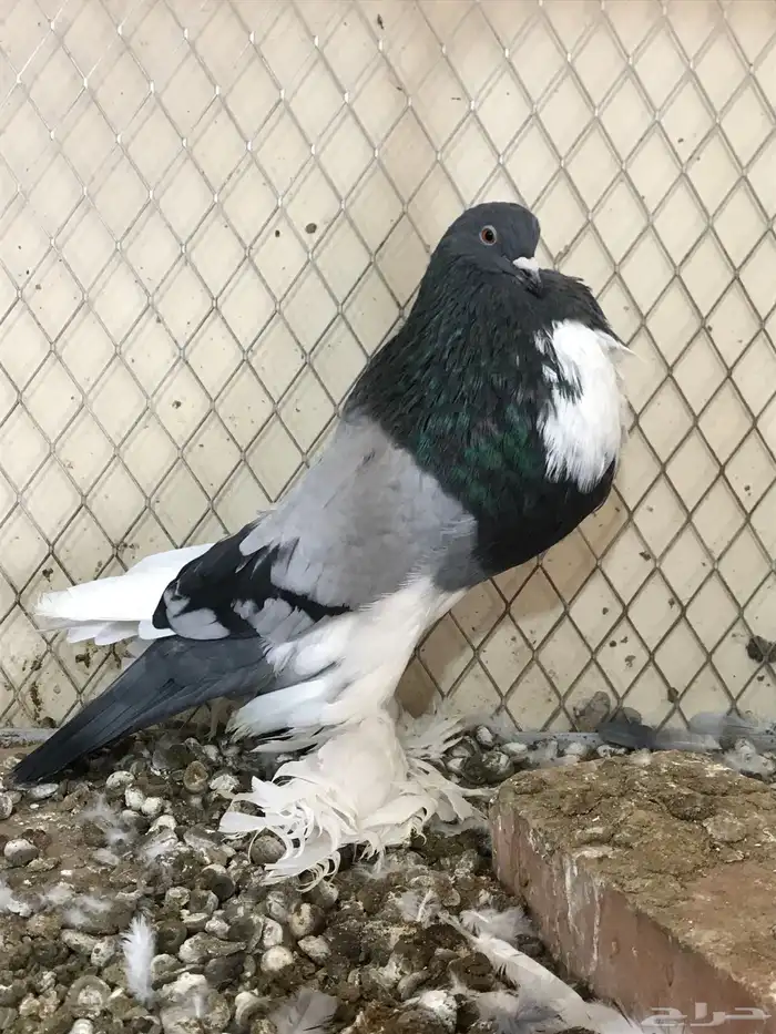 للبيع فحل ابو مريان هلال 0