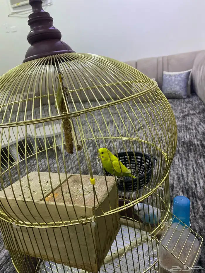 عصافير للبيع 0