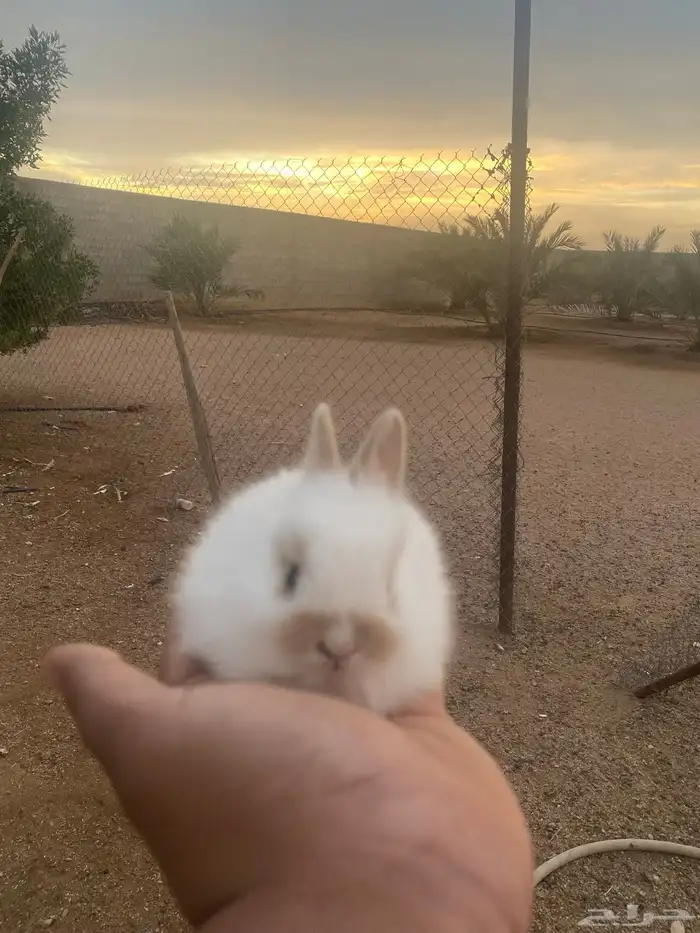 ارنب صغير للبيع 0